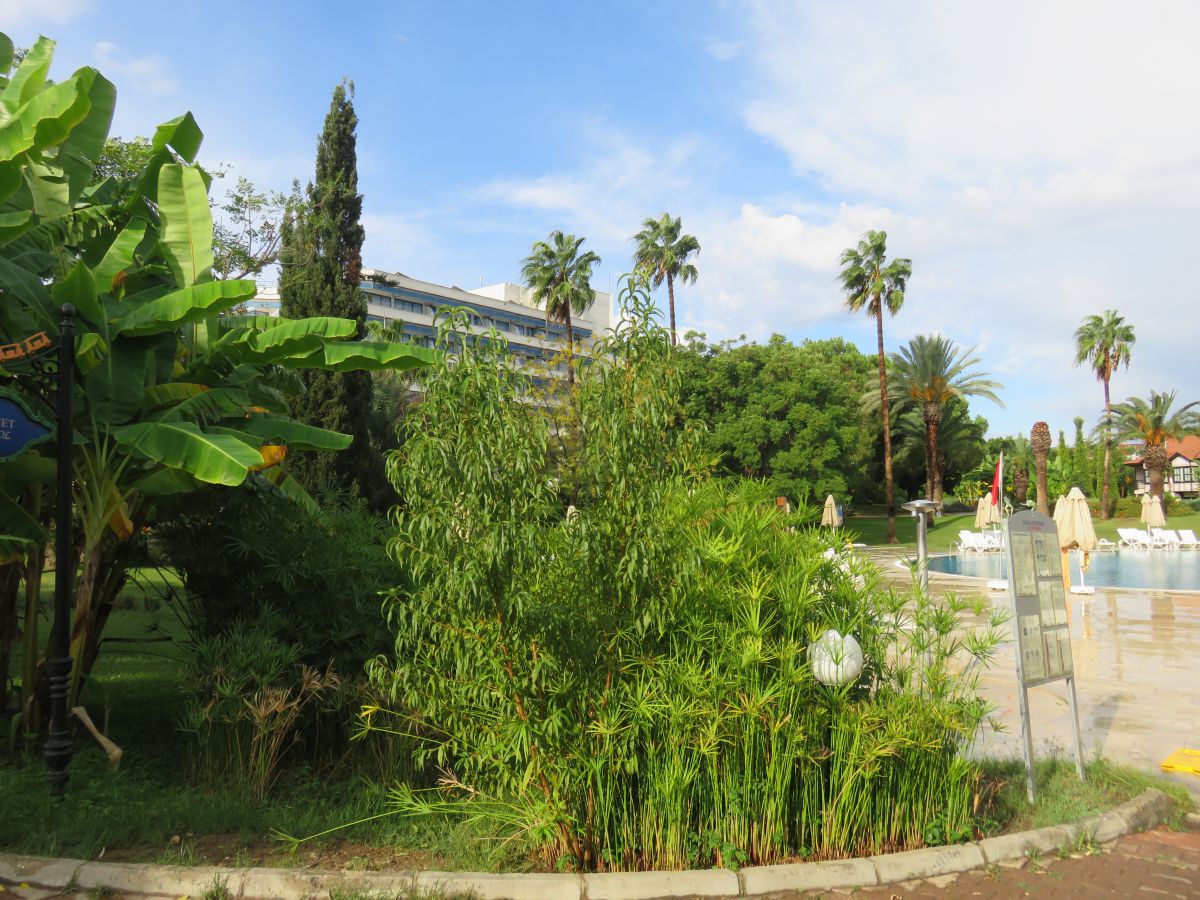 imagini hotel Starlight Resort